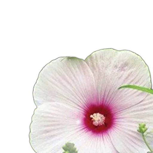 flower, jewelry, crown, staff, photorealistic, 3d render, watercolor, oil painting transparent PNG cut-out