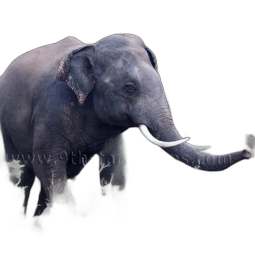 animal, creature, staff, hat, photorealistic, concept art, 3d render, majestic transparent PNG cut-out