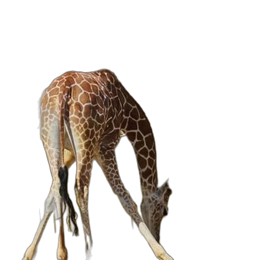 animal, creature, staff, dragon, 3d render, concept art, photorealistic, watercolor transparent PNG cut-out