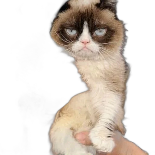 staff, animal, creature, photorealistic, person, holds, grumpy-looking, cat transparent PNG cut-out