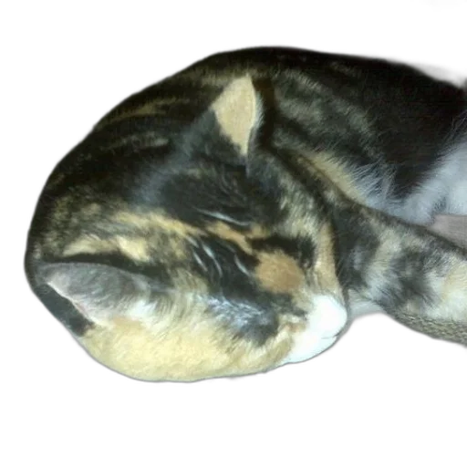 hat, animal, creature, staff, photorealistic, 3d render, cat, sleeping transparent PNG cut-out