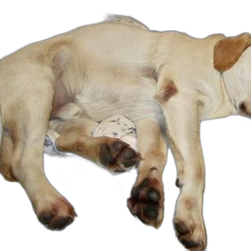 animal, staff, creature, photorealistic, 3d render, large, dog, sleeping transparent PNG cut-out
