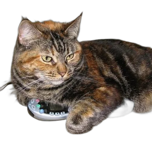 food, jewelry, animal, staff, photorealistic, tabby, cat, lounges transparent PNG cut-out