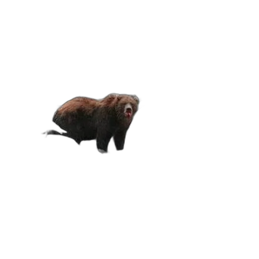 animal, creature, hair, hat, 3d render, concept art, photorealistic, pixel art transparent PNG cut-out