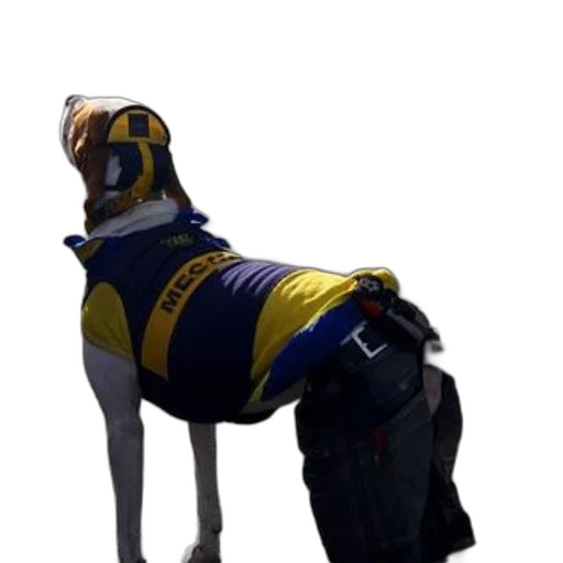 jacket, animal, staff, robot transparent PNG cut-out