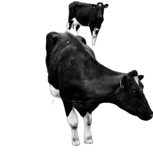 animal, food, jewelry, creature, photorealistic, concept art, 3d render, pencil sketch transparent PNG cut-out