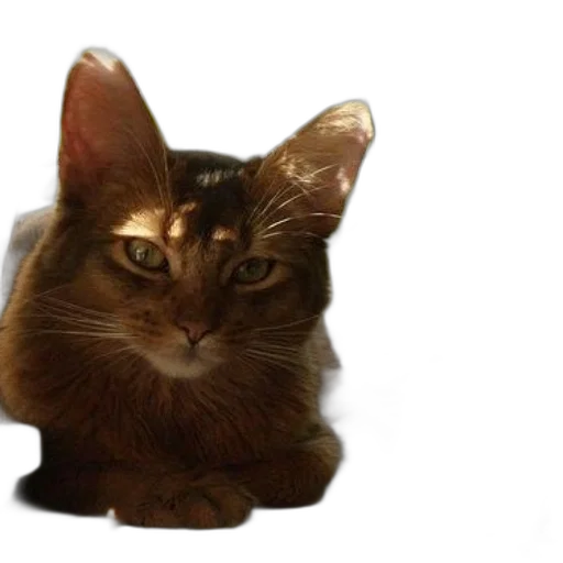 animal, creature, crown, face, photorealistic, 3d render, brown, cat transparent PNG cut-out