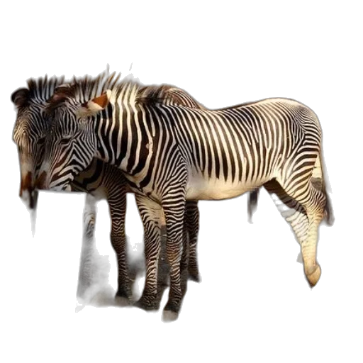 animal, creature, jewelry, furniture, 3d render, photorealistic, concept art, fantasy art transparent PNG cut-out