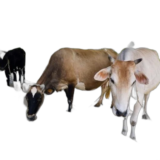animal, jewelry, food, staff, photorealistic, concept art, 3d render, three transparent PNG cut-out
