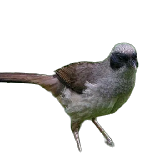 animal, staff, hat, creature, 3d render, photorealistic, concept art, oil painting transparent PNG cut-out