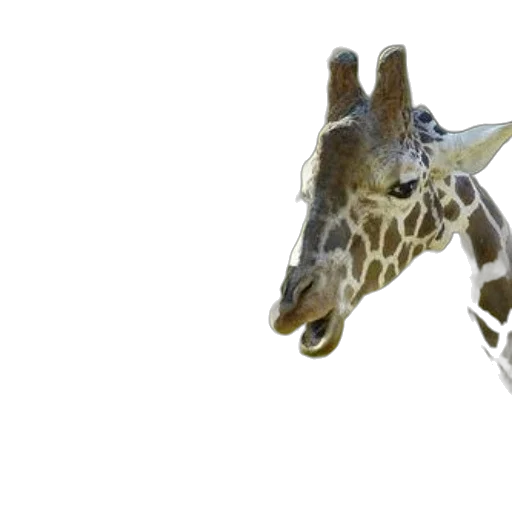 animal, creature, staff, 3d render, photorealistic, concept art, two, giraffes transparent PNG cut-out