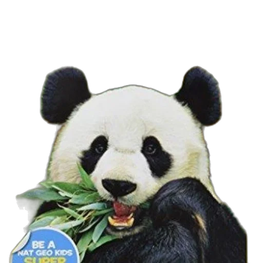 animal, food, photorealistic, book, cover, featuring, panda, eating transparent PNG cut-out