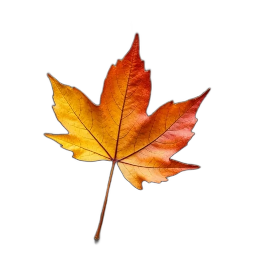 crown, tree, flower, jacket transparent PNG cut-out