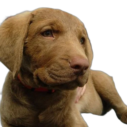 animal, creature, face, staff, photorealistic, 3d render, brown, puppy transparent PNG cut-out