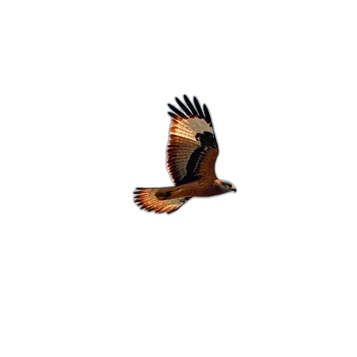 animal, creature, dragon, staff transparent PNG cut-out