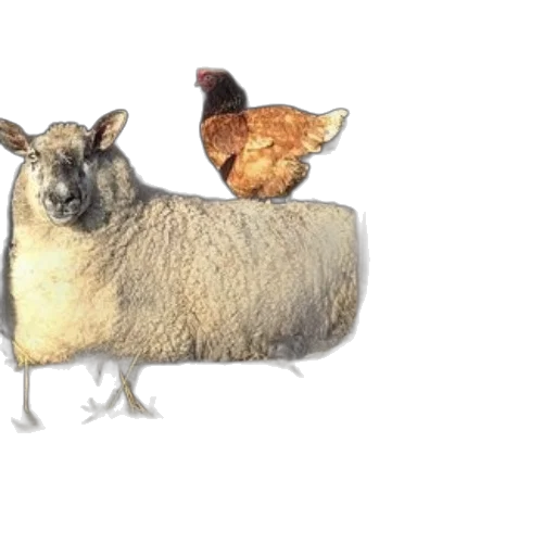 animal, food, photorealistic, concept art, 3d render, sheep, chicken, two transparent PNG cut-out