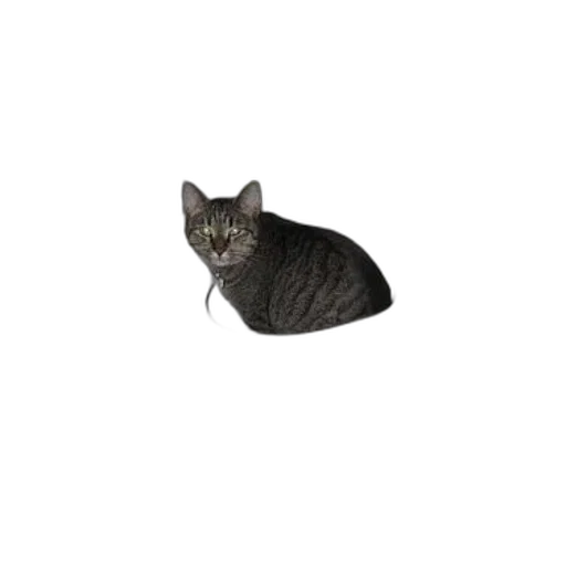 animal, creature, staff, hat, photorealistic, 3d render, pixel art, cat transparent PNG cut-out