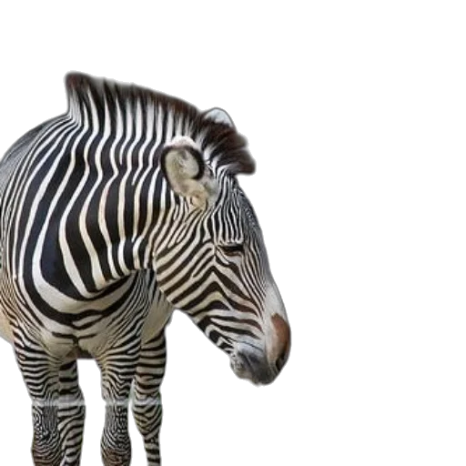 animal, creature, 3d render, photorealistic, concept art, two, zebras, standing transparent PNG cut-out