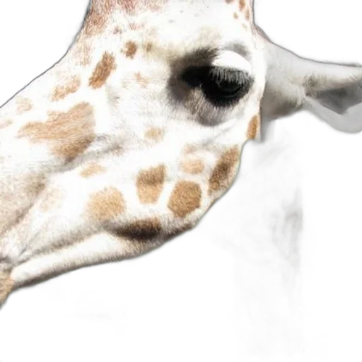 animal, mask, face, creature, photorealistic, 3d render, watercolor, concept art transparent PNG cut-out