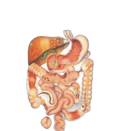 food, jewelry, dragon, animal, watercolor, cover, atlas, pathophysiology transparent PNG cut-out