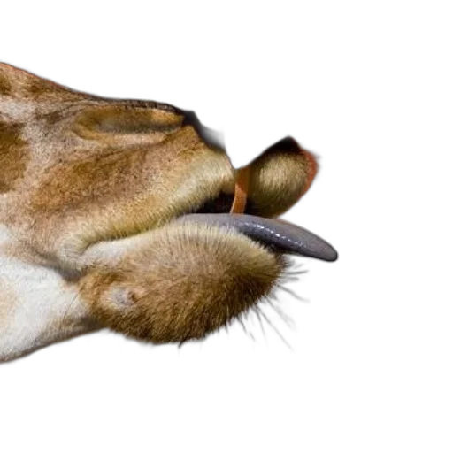 animal, shoes, staff, creature, photorealistic, watercolor, concept art, 3d render transparent PNG cut-out