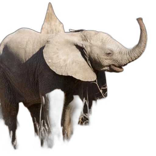 animal, creature, concept art, photorealistic, 3d render, baby, elephant, stands transparent PNG cut-out