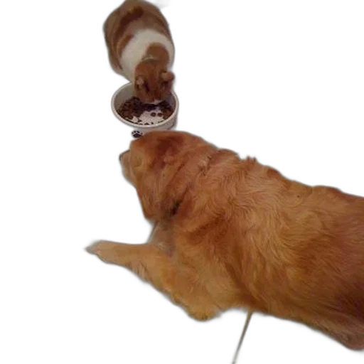 bottle, animal, staff, food, photorealistic, 3d render, underwater, cat transparent PNG cut-out