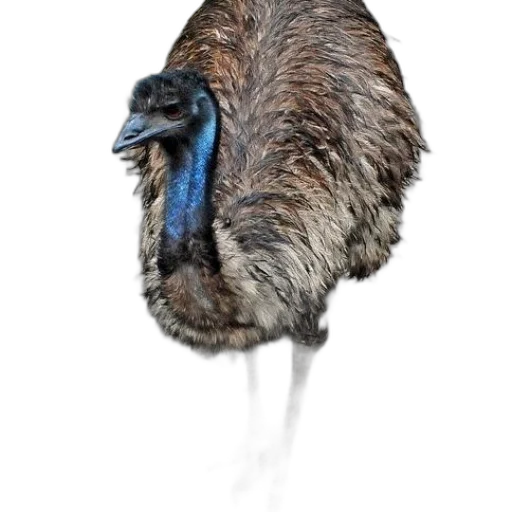 animal, creature, hair, staff, photorealistic, watercolor, 3d render, concept art transparent PNG cut-out