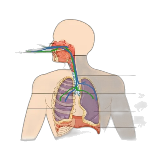 staff, jewelry, concept art, diagram, respiratory, system, labels, nasal transparent PNG cut-out