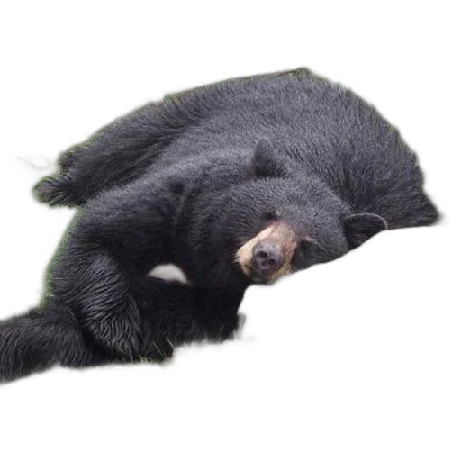 animal, creature, staff, hair, photorealistic, 3d render, black, bear transparent PNG cut-out