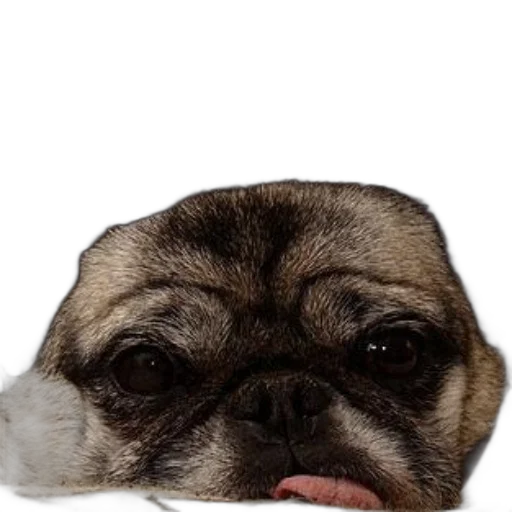 face, animal, creature, hat, photorealistic, 3d render, pug, dog transparent PNG cut-out
