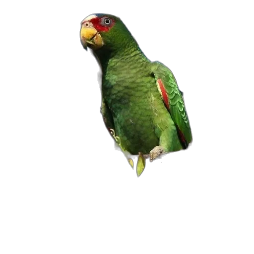 animal, creature, jewelry, staff, photorealistic, 3d render, concept art, pixel art transparent PNG cut-out
