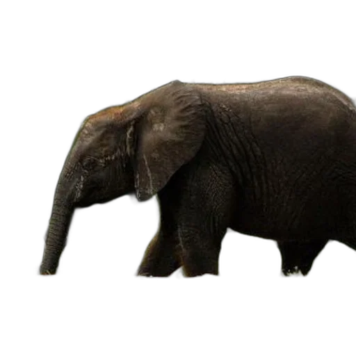 animal, creature, staff, hat, 3d render, photorealistic, concept art, young transparent PNG cut-out