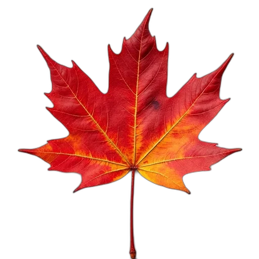 crown, tree, flower, red, close-up, image, maple, leaf transparent PNG cut-out