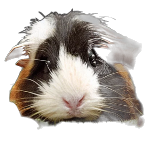 animal, hat, face, hair transparent PNG cut-out