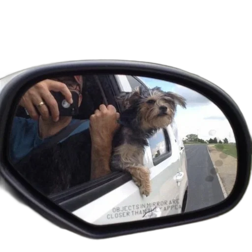animal, car, creature, face, dog, peers, out, window transparent PNG cut-out
