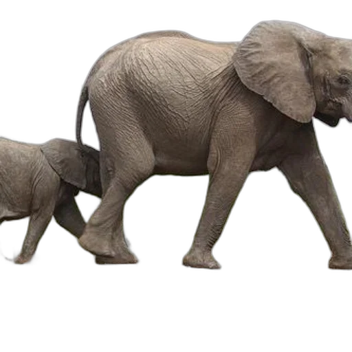 animal, 3d render, concept art, photorealistic, earth tones, two, elephants, walking transparent PNG cut-out