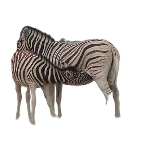furniture, animal, creature, 3d render, photorealistic, two, zebras, standing transparent PNG cut-out