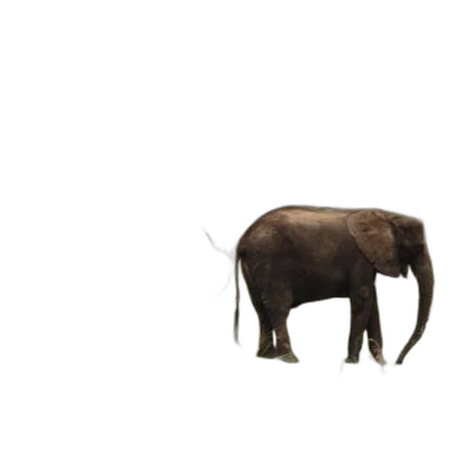 animal, creature, hat, umbrella, 3d render, concept art, photorealistic, pixel art transparent PNG cut-out