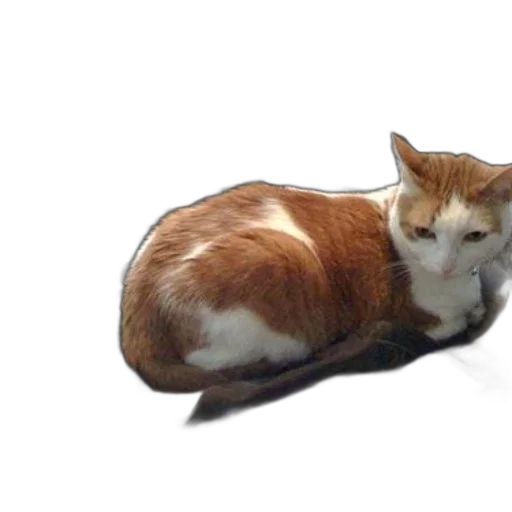 animal, creature, staff, furniture, photorealistic, 3d render, cat, sits transparent PNG cut-out