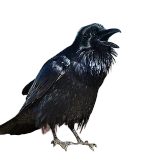 animal, creature, crown, staff, photorealistic, 3d render, concept art, watercolor transparent PNG cut-out