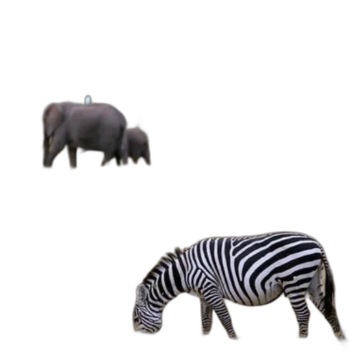 animal, creature, furniture, weapon, 3d render, concept art, photorealistic, monochrome transparent PNG cut-out