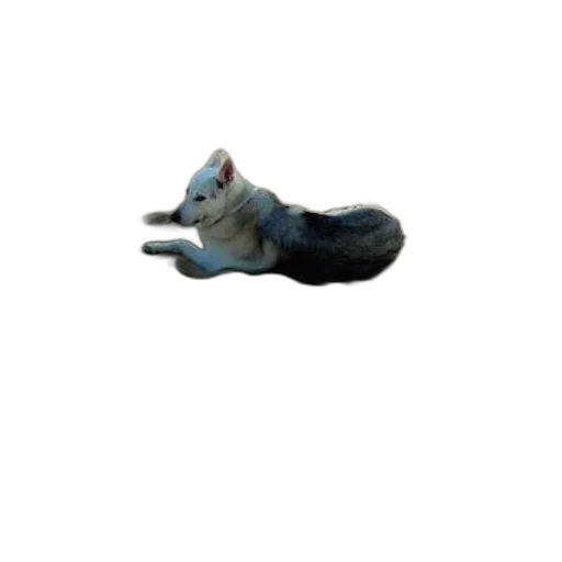animal, creature, staff, dragon, 3d render, photorealistic, concept art, dog transparent PNG cut-out
