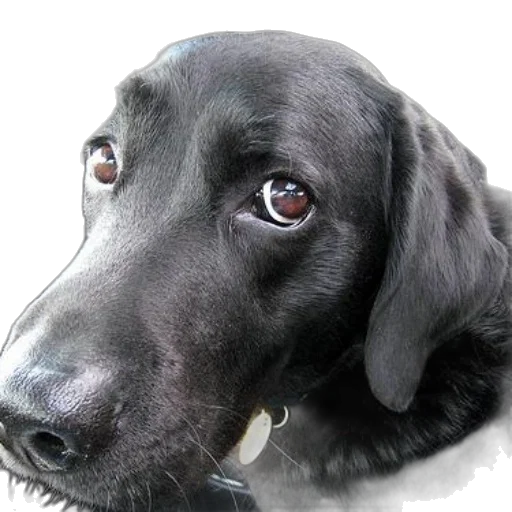 animal, face, staff, creature, photorealistic, 3d render, black, dog transparent PNG cut-out