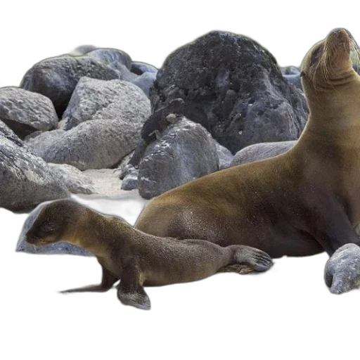 animal, creature, staff, seal, pup, rest, beach, near transparent PNG cut-out