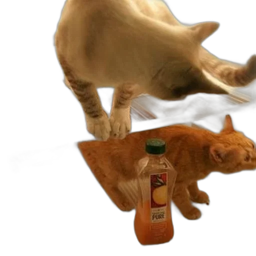 animal, food, bottle, creature transparent PNG cut-out