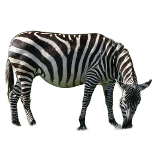 animal, creature, staff, jewelry, 3d render, photorealistic, concept art, watercolor transparent PNG cut-out