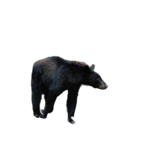 animal, creature, staff, food, 3d render, concept art, photorealistic, pixel art transparent PNG cut-out