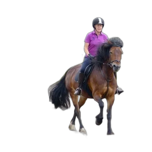 animal, photorealistic, woman, purple, shirt, rides, brown, horse transparent PNG cut-out