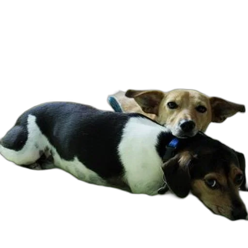 animal, photorealistic, 3d render, two, dogs, one, black, white transparent PNG cut-out